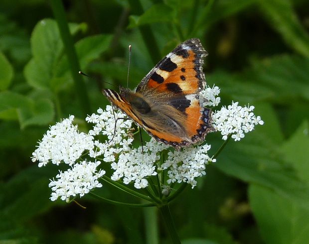 babôčka pŕhľavová  Aglais urticae