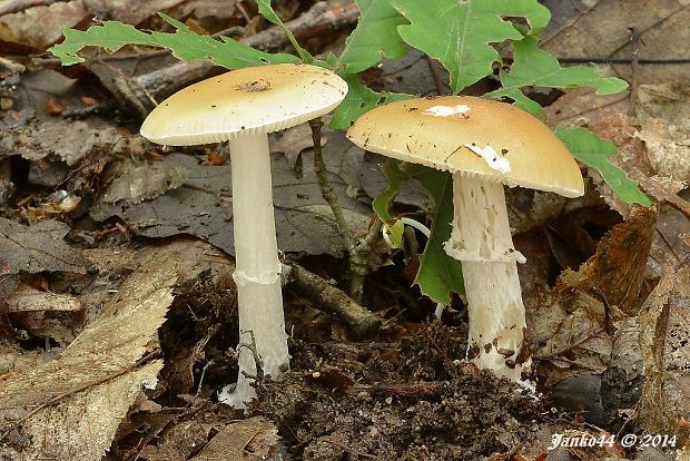 muchotrávka slamovožltá Amanita gemmata (Fr.) Bertill.