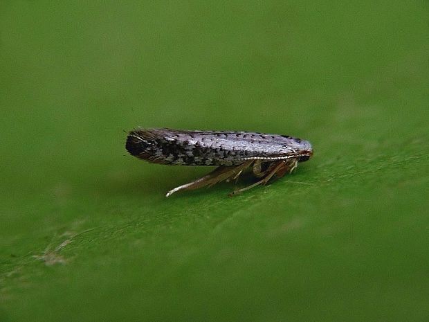 priadzovček brezový Argyresthia retinella Zeller, 1839