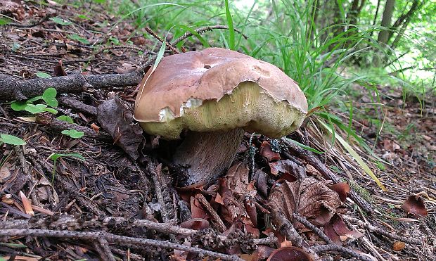 hríb smrekový Boletus edulis Bull.