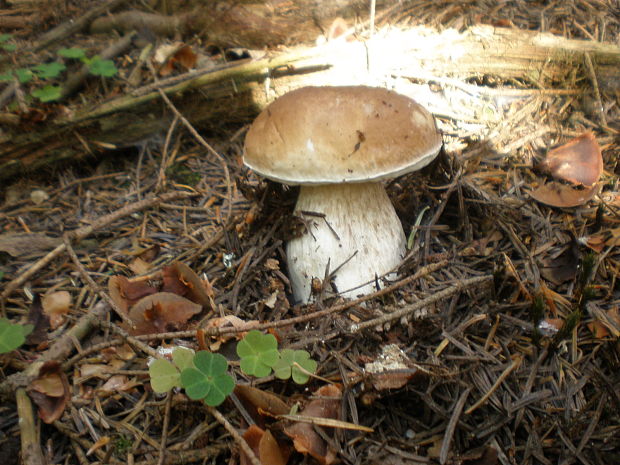 hríb smrekový Boletus edulis Bull.