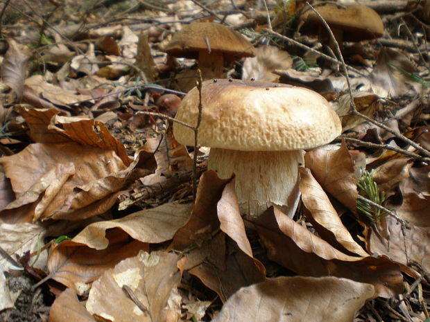 hríb smrekový Boletus edulis Bull.