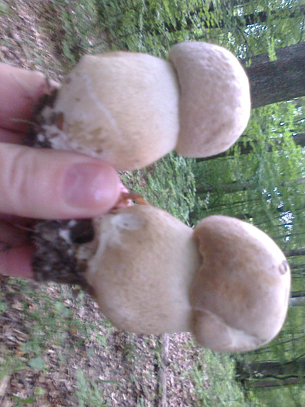 hríb dubový Boletus reticulatus Schaeff.