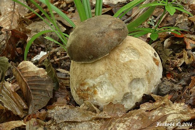 hríb dubový Boletus reticulatus Schaeff.