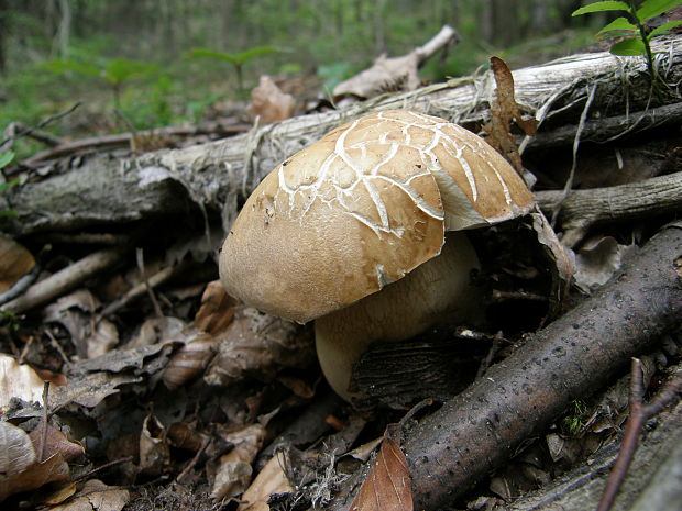 hríb dubový Boletus reticulatus Schaeff.