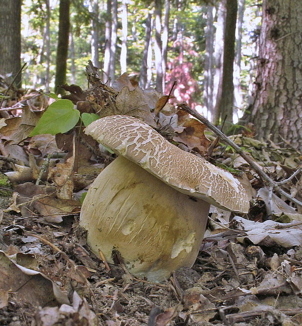 hríb dubový Boletus reticulatus Schaeff.