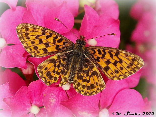 perlovec najmenší Boloria dia Linnaeus, 1767