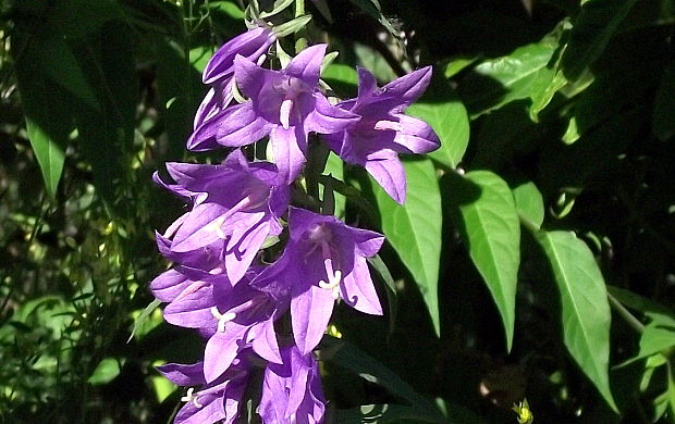 zvonček pŕhľavolistý Campanula trachelium L.