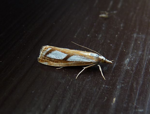 trávovec   Catoptria permutatella cf.