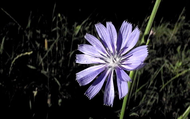 čakanka obyčajná Cichorium intybus L.