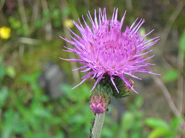 pichliač obyčajný  Cirsium vulgare (Savi) Ten.