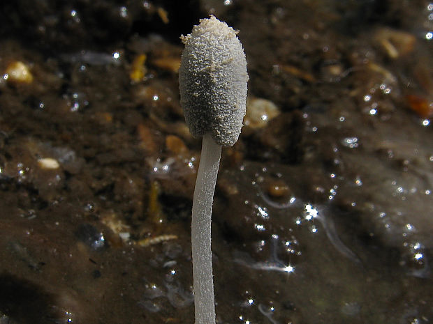 hnojník Coprinus sp.