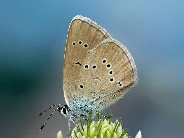 modráčik lesný (sk) / modrásek lesní (cz) Cyaniris semiargus Rottemburg, 1775