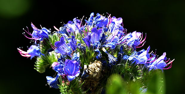 hadinec obyčajný Echium vulgare L.