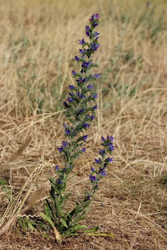 hadinec obyčajný Echium vulgare L.