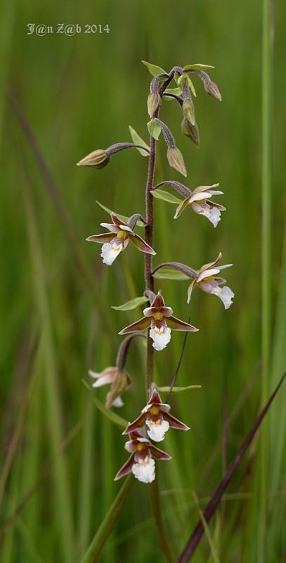 kruštík močiarny Epipactis palustris (L.) Crantz