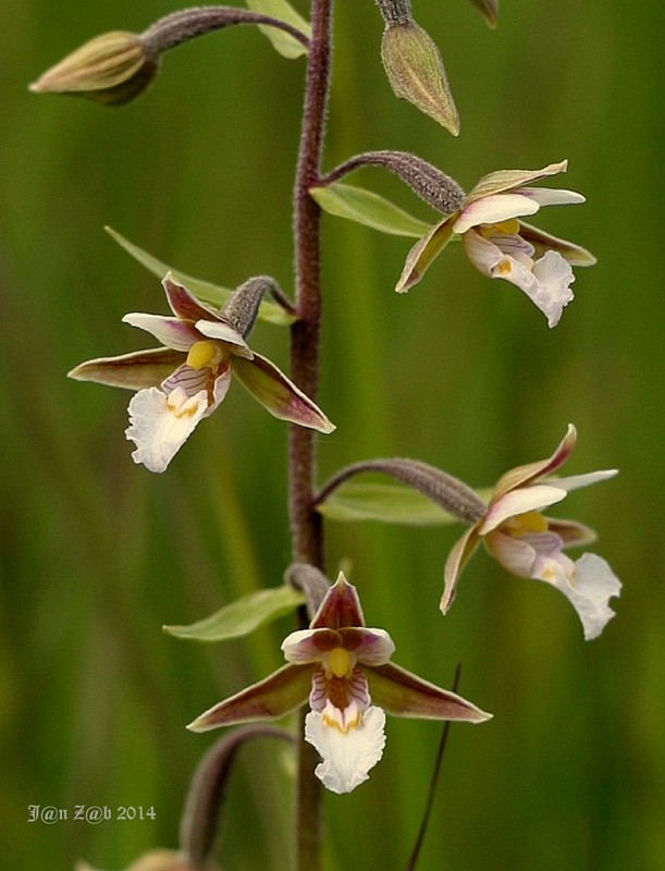 kruštík močiarny Epipactis palustris (L.) Crantz