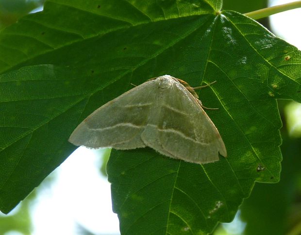 listnatka smreková  Hylaea fasciaria