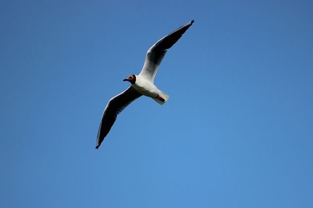 čajka smejivá Larus ridibundus