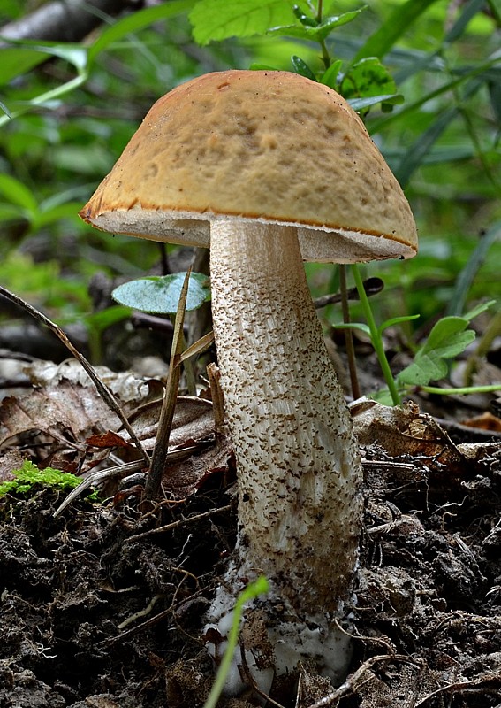 kozák hrabový Leccinum pseudoscabrum (Kallenb.) Šutara