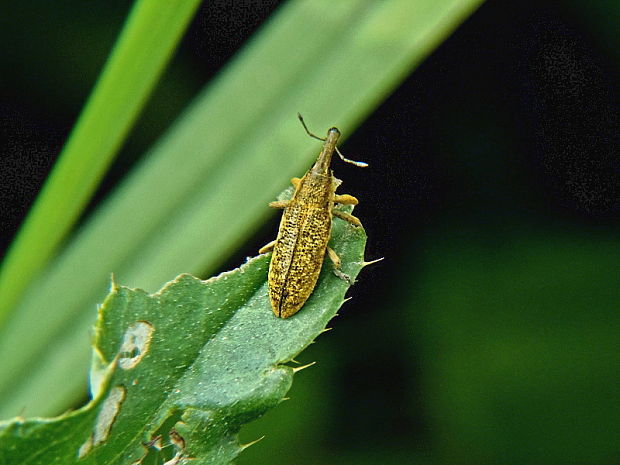 rýhonosec Lixus pulverulentus Scopoli, 1763