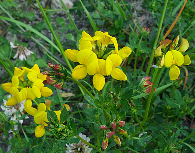 ľadenec rožkatý Lotus corniculatus L.