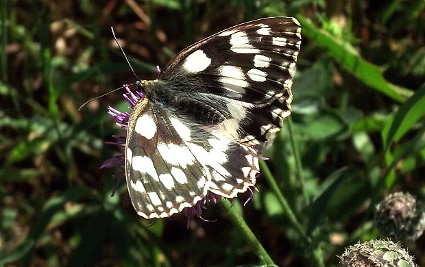 očkáň timotejkový Melanargia galathea