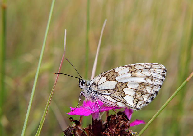 očkáň timotejkový Melanargia galathea