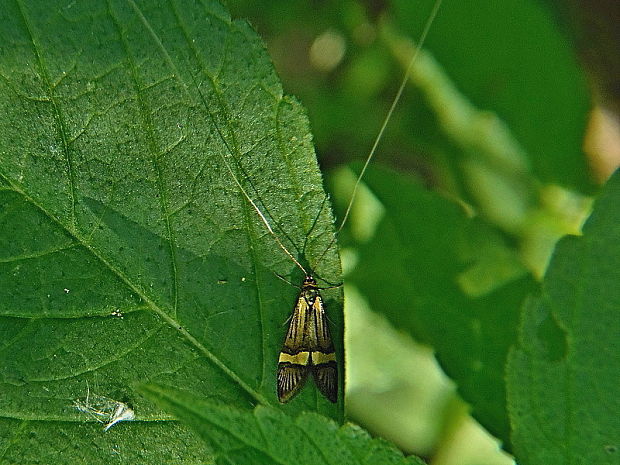 adéla De Geerova ♂ Nemophora degeerella Linnaeus, 1758