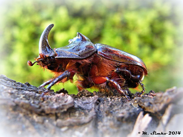 nosorožtek obyčajný  Oryctes nasicornis