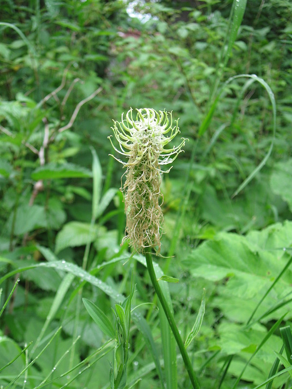 zerva klasnatá Phyteuma spicatum L.