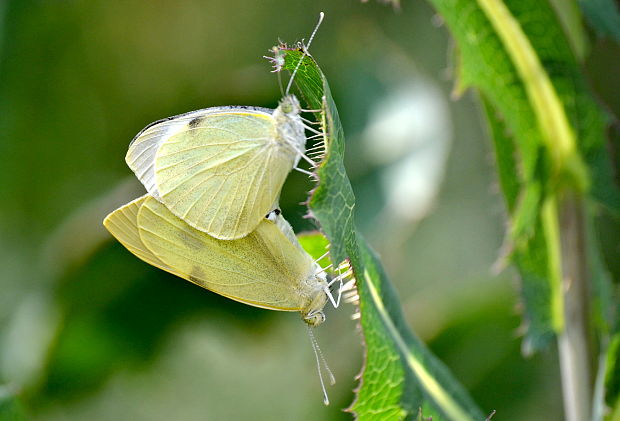 mlynárik kapustový  Pieris brassicae