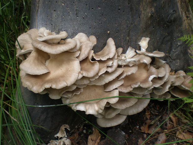 hliva buková Pleurotus pulmonarius (Fr.) Quél.