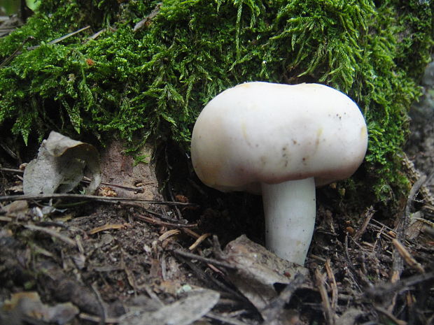 plávka mandľová Russula vesca Fr.