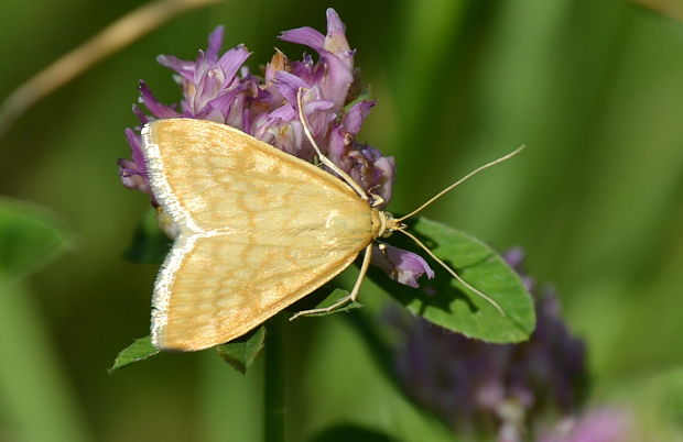 vijačka lobodová Sitochroa verticalis