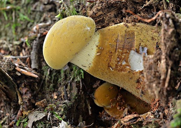 čechračka tmavohlúbiková Tapinella atrotomentosa (Batsch) Šutara