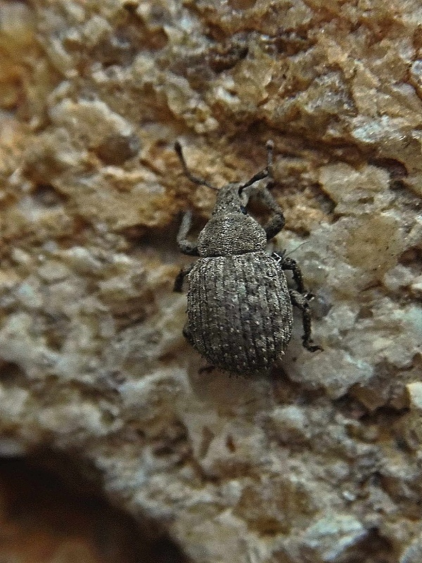 nosatec Trachyphloeus bifoveolatus Beck, 1817