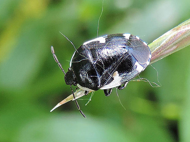 hrabavica / hrabulka jižní Tritomegas sexmaculatus Rambur, 1839