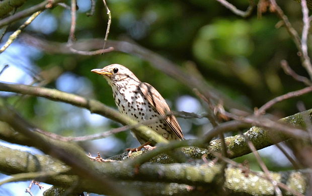 drozd plavý Turdus philomelos