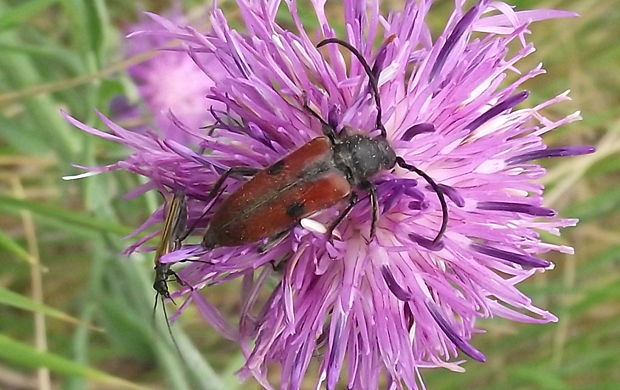 fuzáč Vadonia unipunctata