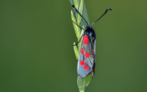 vretienka obyčajná Zygaena filipendulae