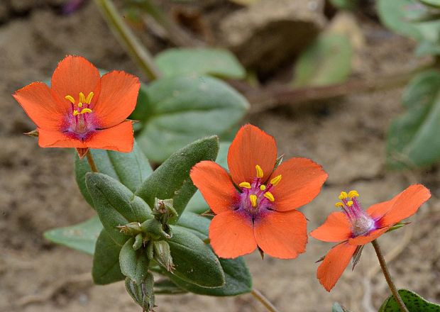 drchnička roľná Anagallis arvensis L.