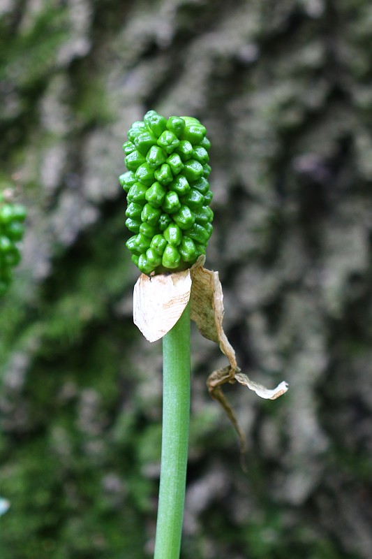 áron alpský Arum alpinum Schott et Kotschy