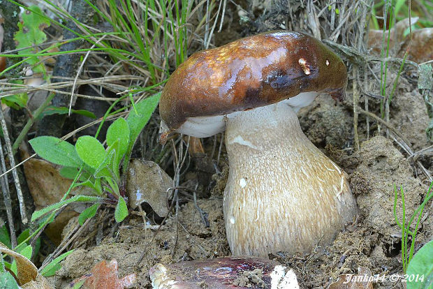 hríb bronzový Boletus aereus Bull. ex Fr.