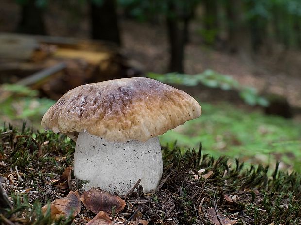 hríb smrekový Boletus edulis Bull.