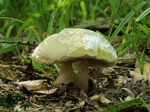 hríb dubový Boletus reticulatus Schaeff.