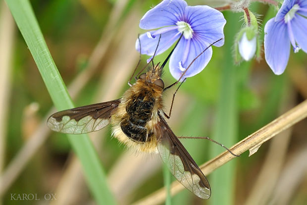 chlpačka veľká (cf.) Bombylius major