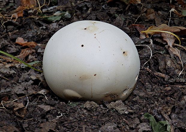 vatovec obrovský Calvatia gigantea (Batsch) Lloyd