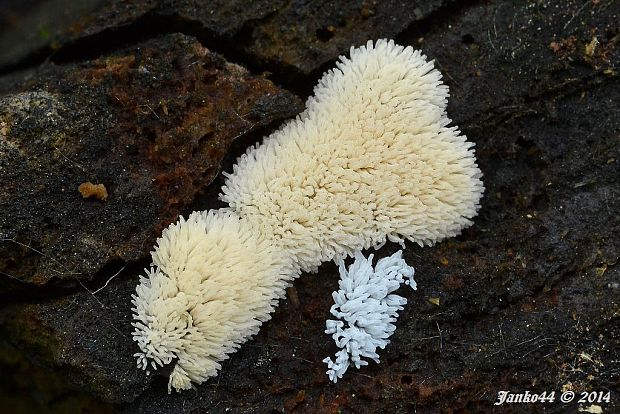 rohačka kríčkovitá Ceratiomyxa fruticulosa var. fruticulosa (O.F. Müll.) T. Macbr