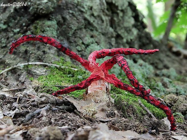 mrežovka kvetovitá Clathrus archeri (Berk.) Dring